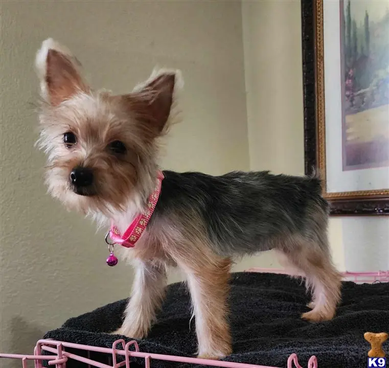 Yorkshire Terrier puppy for sale